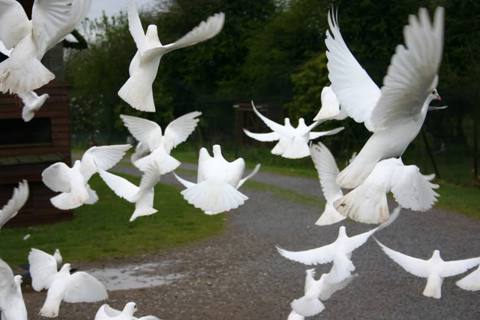 Key Spiritual Meanings of the White Dove